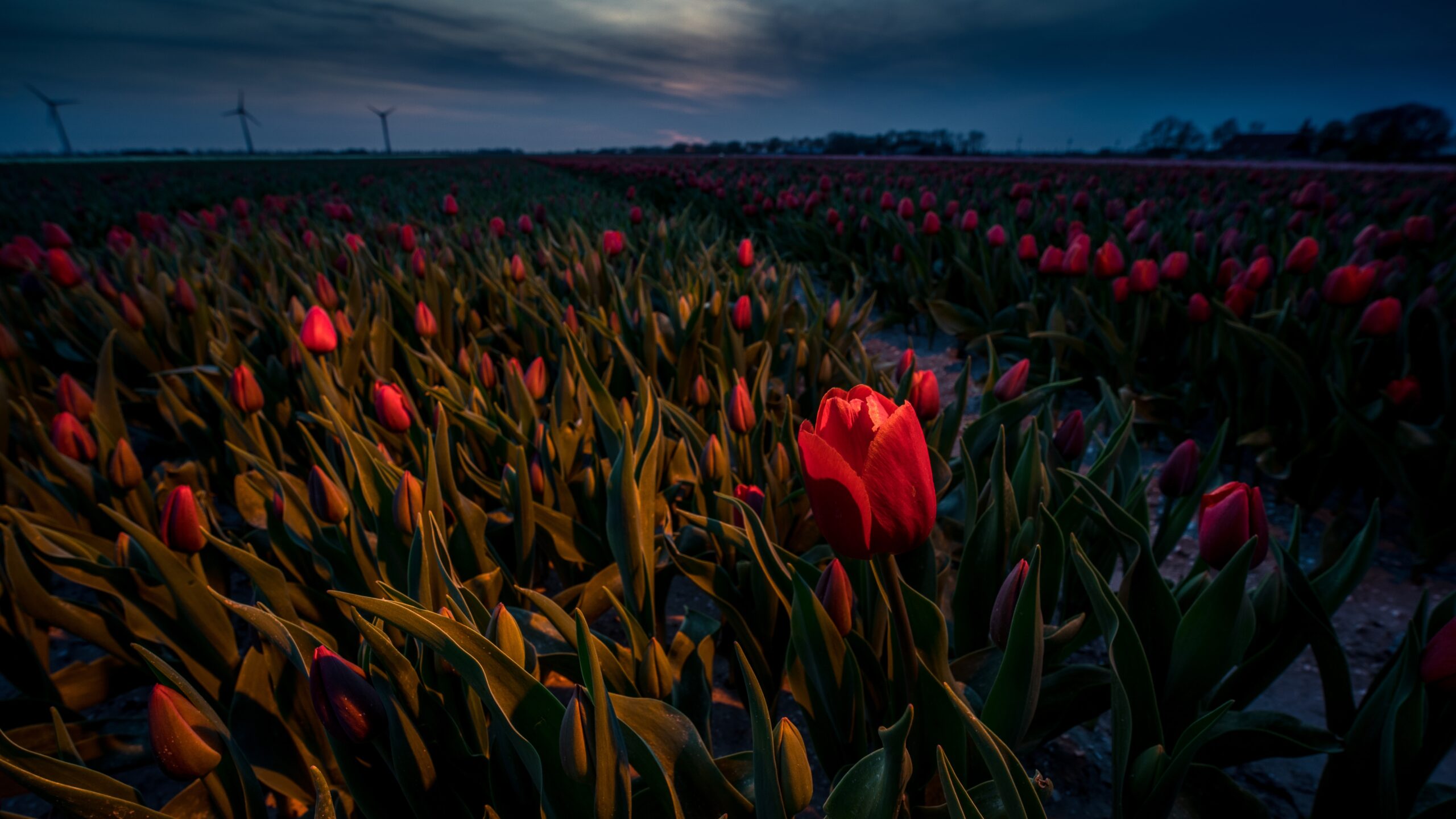 Amazing shot of red tulips field on a beautiful sunset background